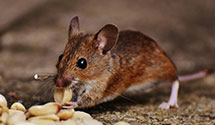 24 Hour & Emergency Exterminators in Elkville, IL